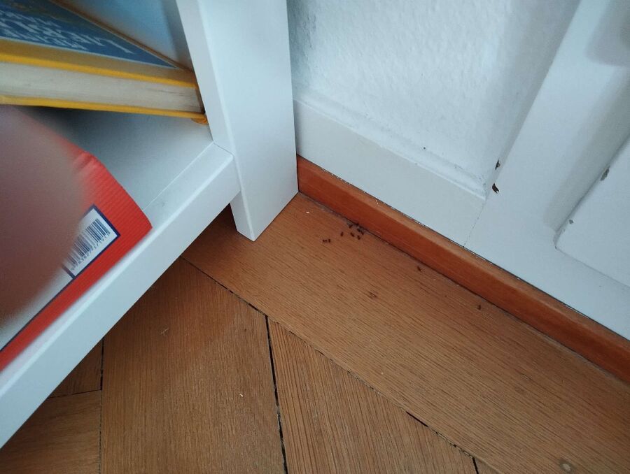 desinfestateur exterminateur-Choulex-Einsatzvorbereitung.jpeg