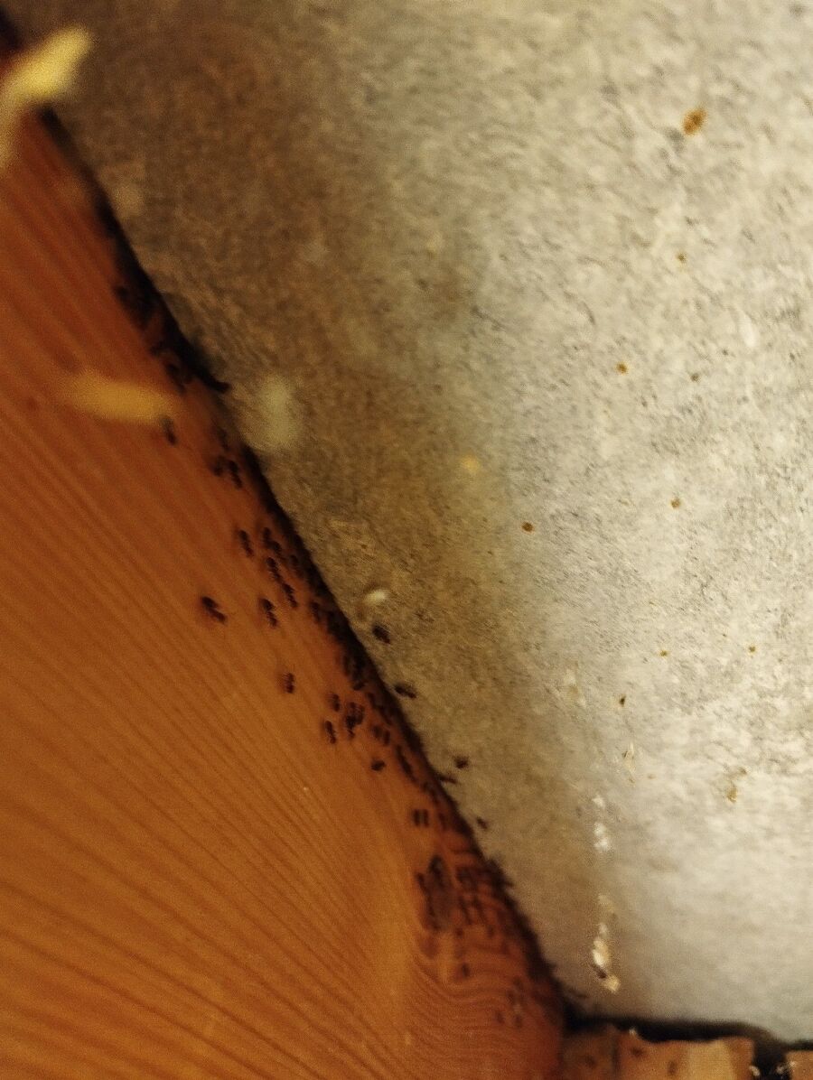 desinfestateur exterminateur-Bourg-en-Lavaux-Einsatzvorbereitung.jpeg