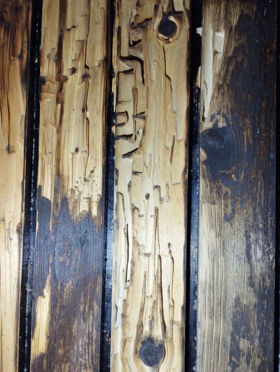 desinfestateur exterminateur-Chevroux-Einsatzvorbereitung.jpeg