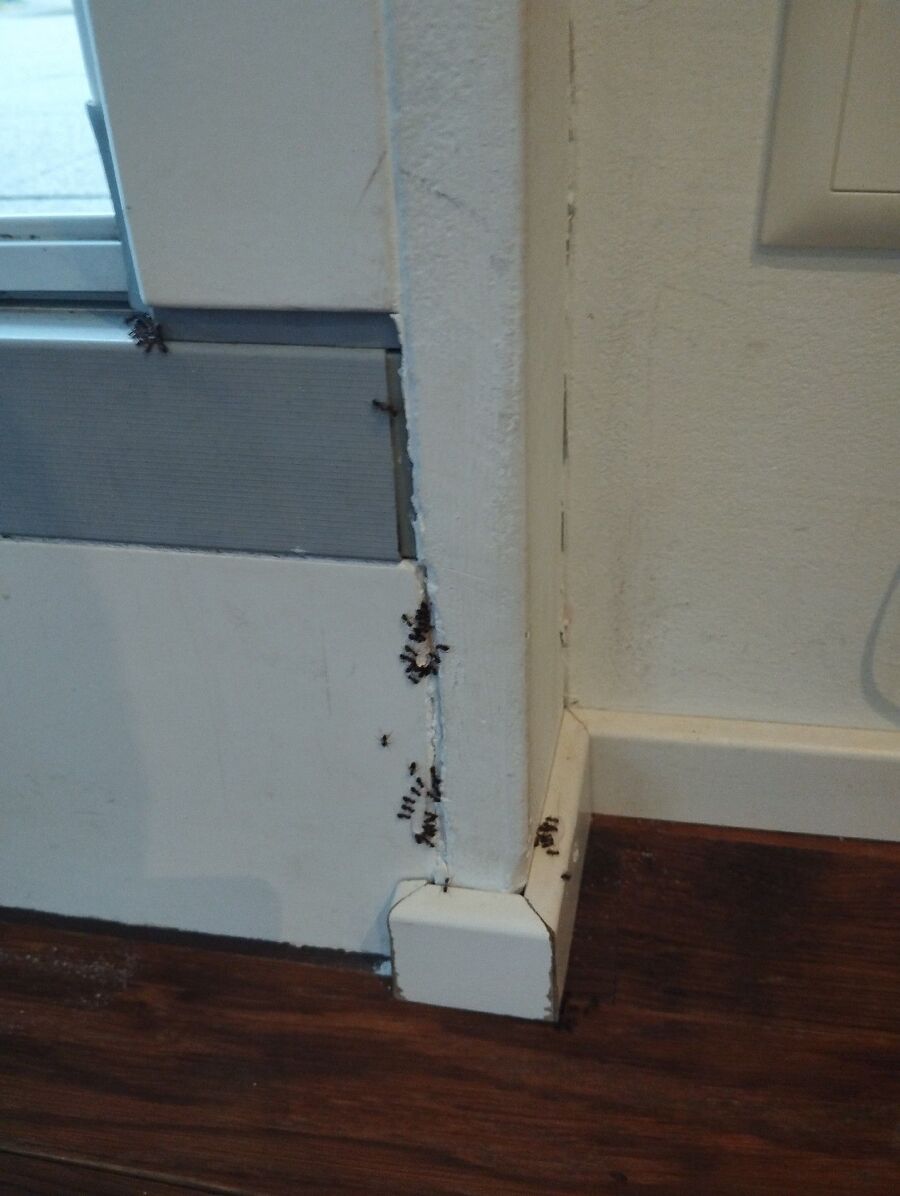 desinfestateur exterminateur-Concise-Einsatzvorbereitung.jpeg