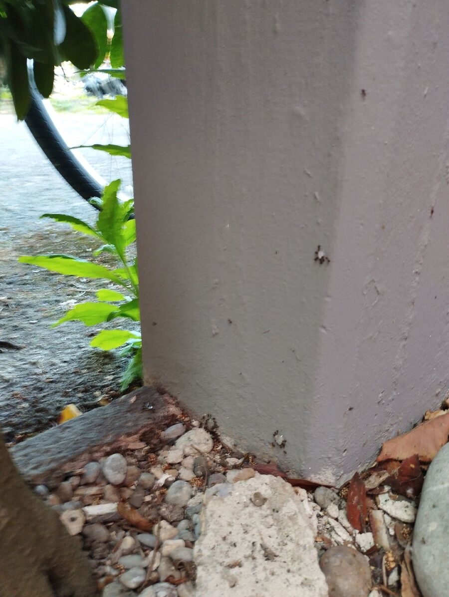 desinfestateur exterminateur-Corcelles-près-Payerne-Einsatzvorbereitung.jpeg