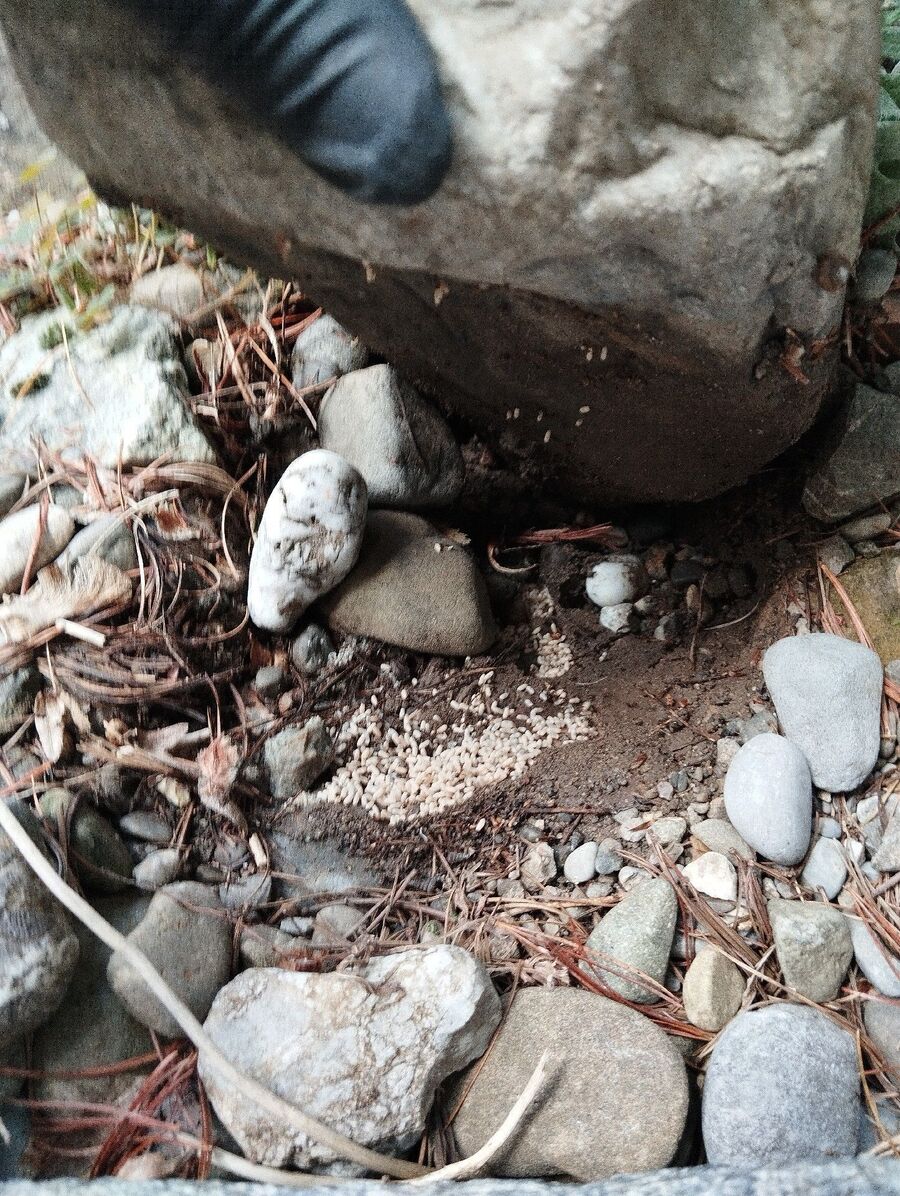 desinfestateur exterminateur-Corseaux-Einsatzvorbereitung.jpeg