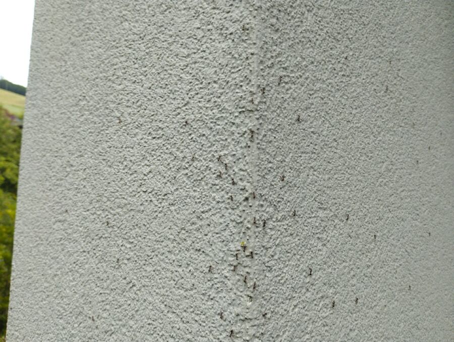 desinfestateur exterminateur-Corsier-sur-Vevey-Einsatzvorbereitung.jpeg