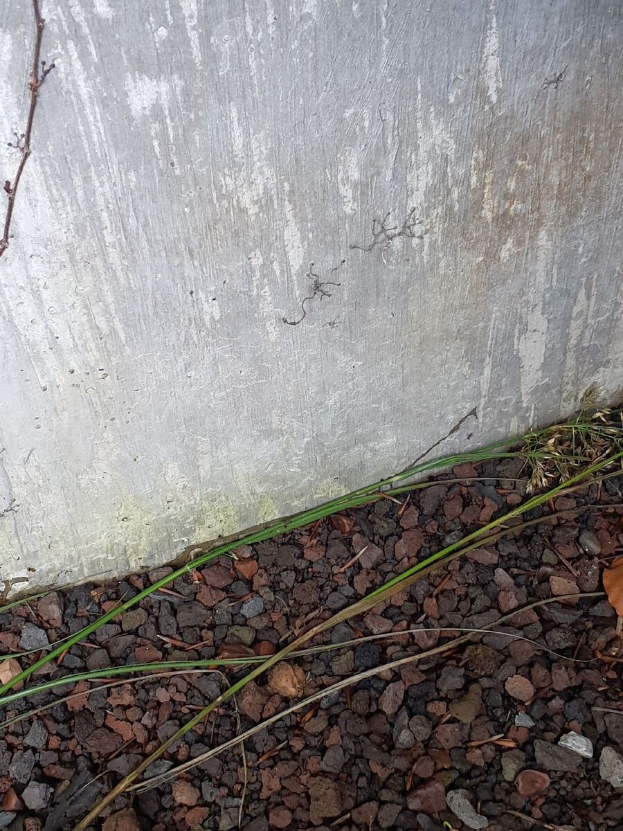 desinfestateur exterminateur-Crans (VD)-Einsatzvorbereitung.jpeg