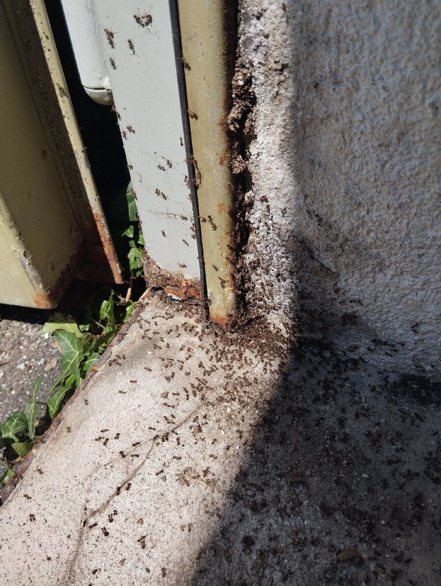 desinfestateur exterminateur-Croy-Einsatzvorbereitung.jpeg