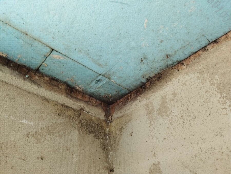 desinfestateur exterminateur-Cudrefin-Einsatzvorbereitung.jpeg