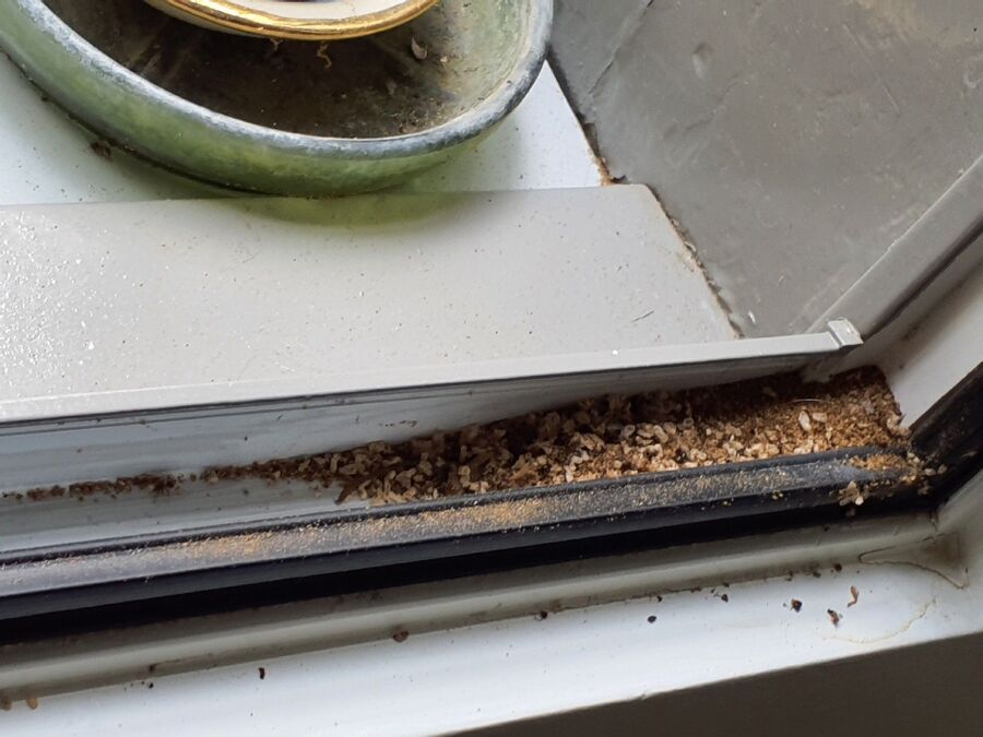 desinfestateur exterminateur-Cugy (VD)-Einsatzvorbereitung.jpeg