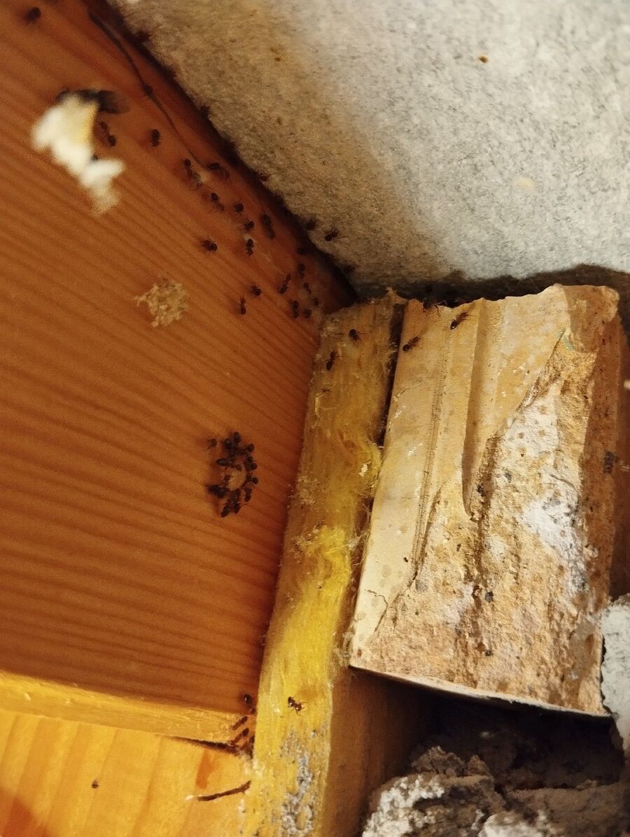 desinfestateur exterminateur-Denens-Einsatzvorbereitung.jpeg