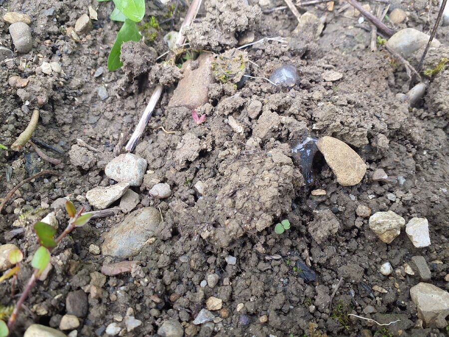 desinfestateur exterminateur-Etagnières-Einsatzvorbereitung.jpeg