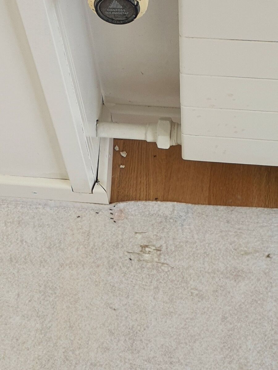 desinfestateur exterminateur-Froideville-Einsatzvorbereitung.jpeg