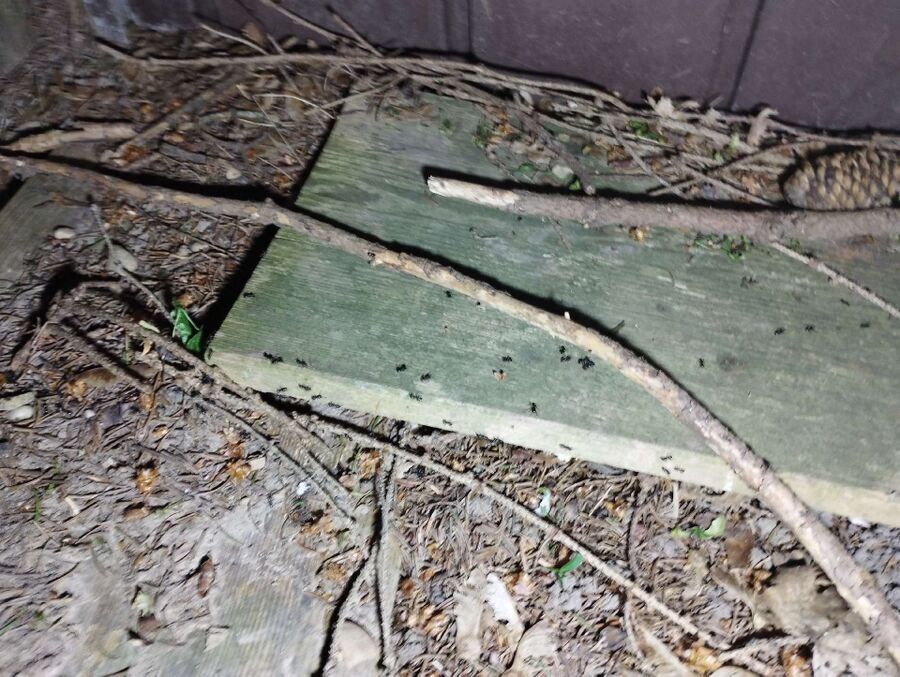 desinfestateur exterminateur-Lavigny-Einsatzvorbereitung.jpeg