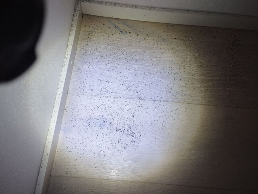 desinfestateur exterminateur-Les Clées-Einsatzvorbereitung.jpeg