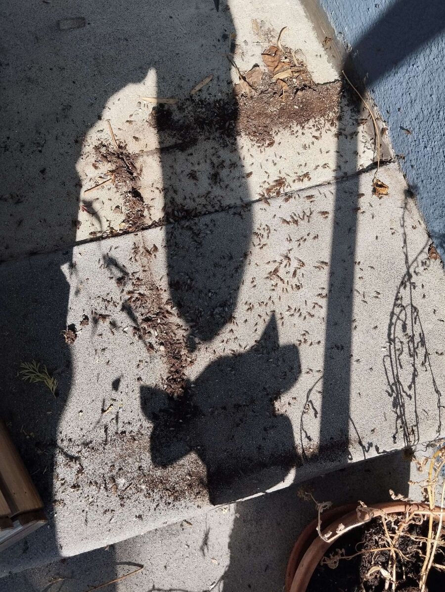 desinfestateur exterminateur-Lonay-Einsatzvorbereitung.jpeg