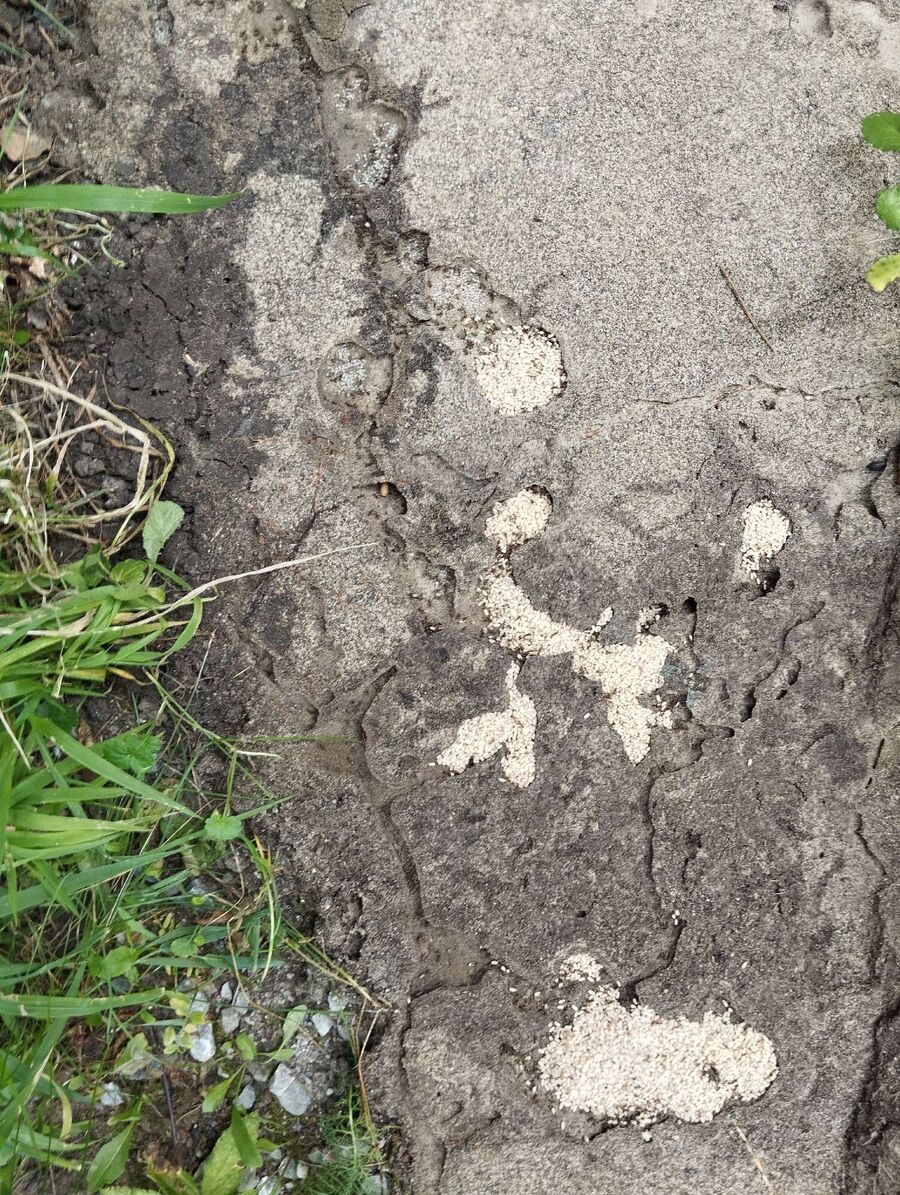 desinfestateur exterminateur-Lucens-Einsatzvorbereitung.jpeg