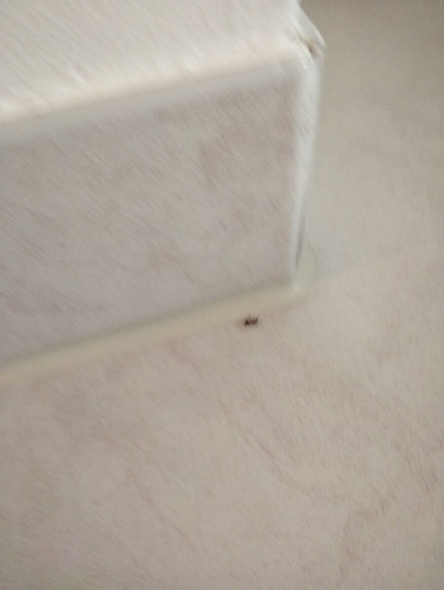 desinfestateur exterminateur-Marchissy-Einsatzvorbereitung.jpeg