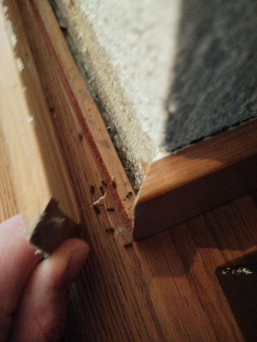 desinfestateur exterminateur-Mauraz-Einsatzvorbereitung.jpeg