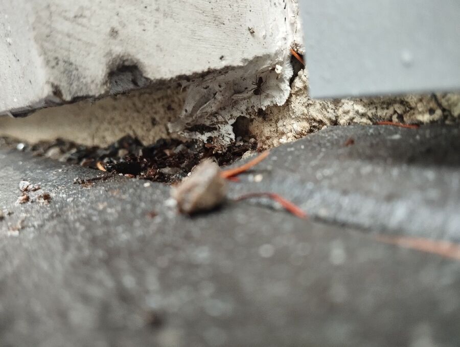 desinfestateur exterminateur-Mex (VD)-Einsatzvorbereitung.jpeg