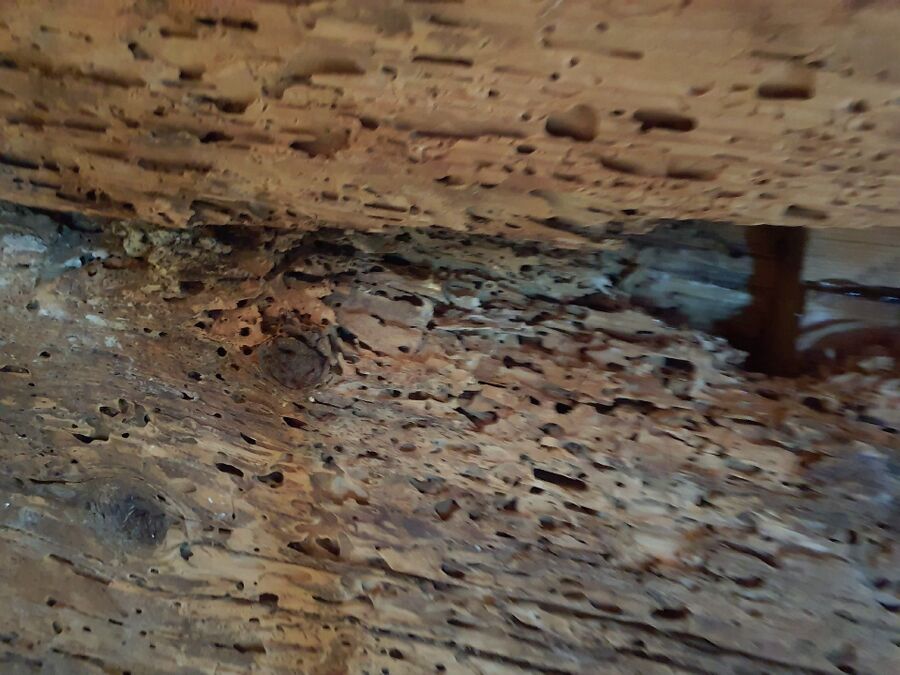 desinfestateur exterminateur-Montagny-près-Yverdon-Einsatzvorbereitung.jpeg