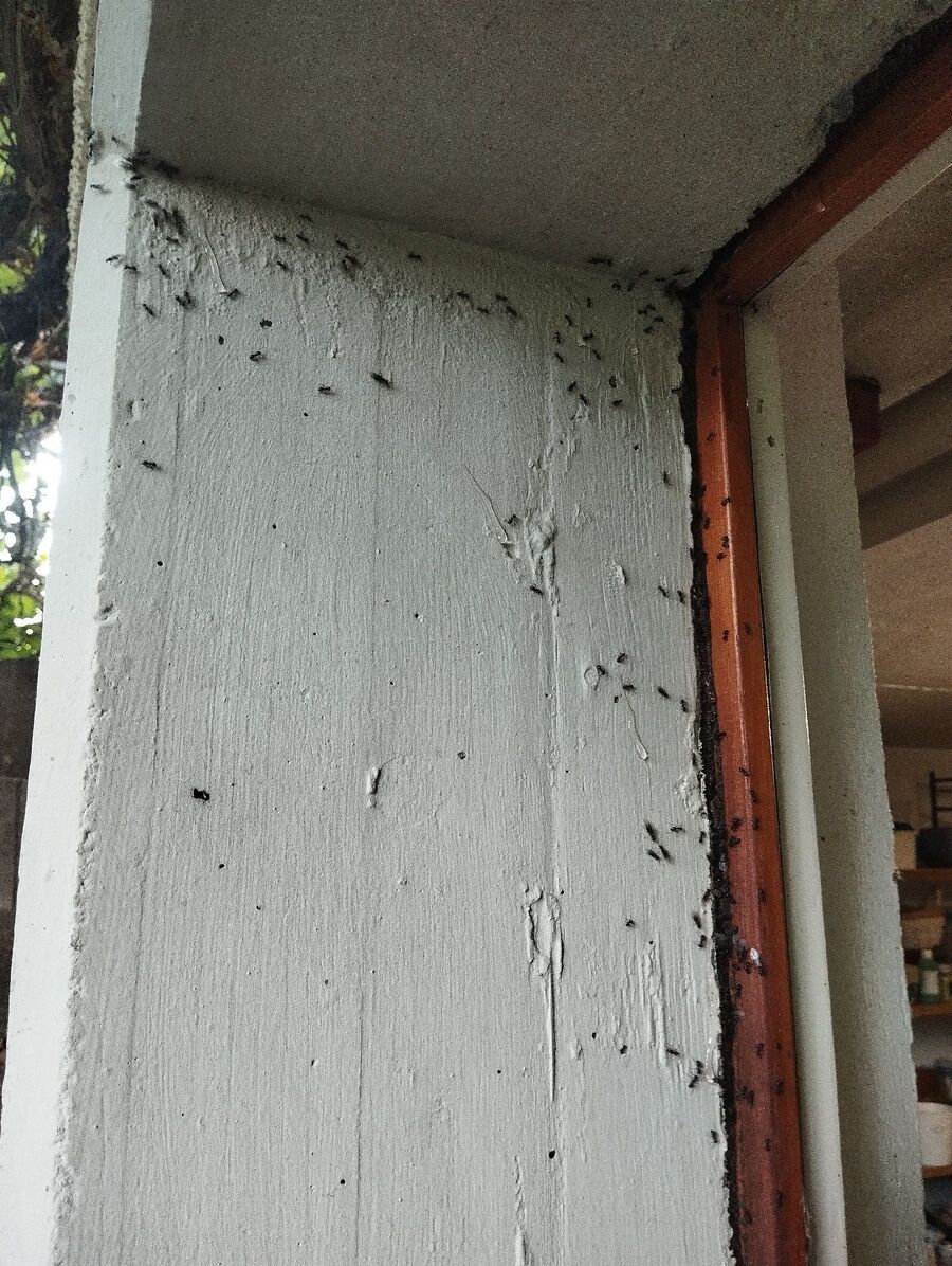 desinfestateur exterminateur-Montanaire-Einsatzvorbereitung.jpeg