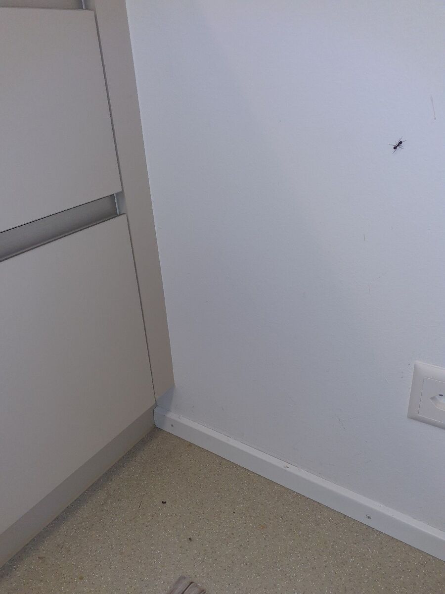 desinfestateur exterminateur-Montreux-Einsatzvorbereitung.jpeg