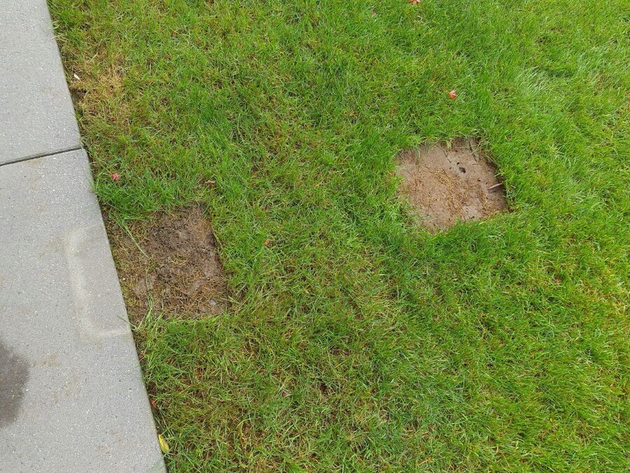 desinfestateur exterminateur-Moudon-Einsatzvorbereitung.jpeg