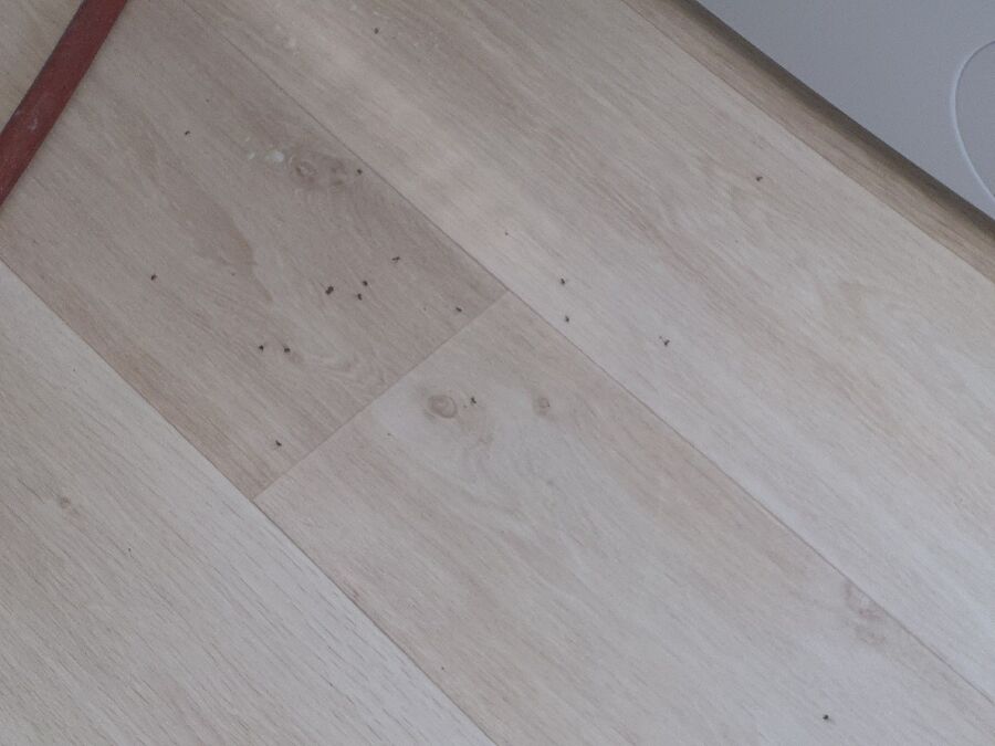 desinfestateur exterminateur-Noville-Einsatzvorbereitung.jpeg