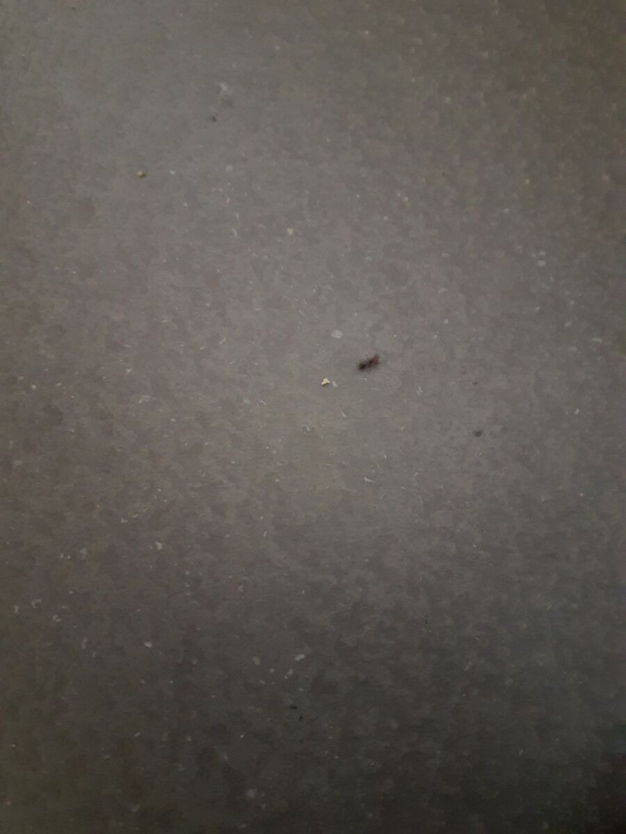 desinfestateur exterminateur-Nyon-Einsatzvorbereitung.jpeg