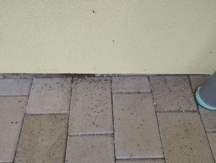 desinfestateur exterminateur-Orges-Einsatzvorbereitung.jpeg