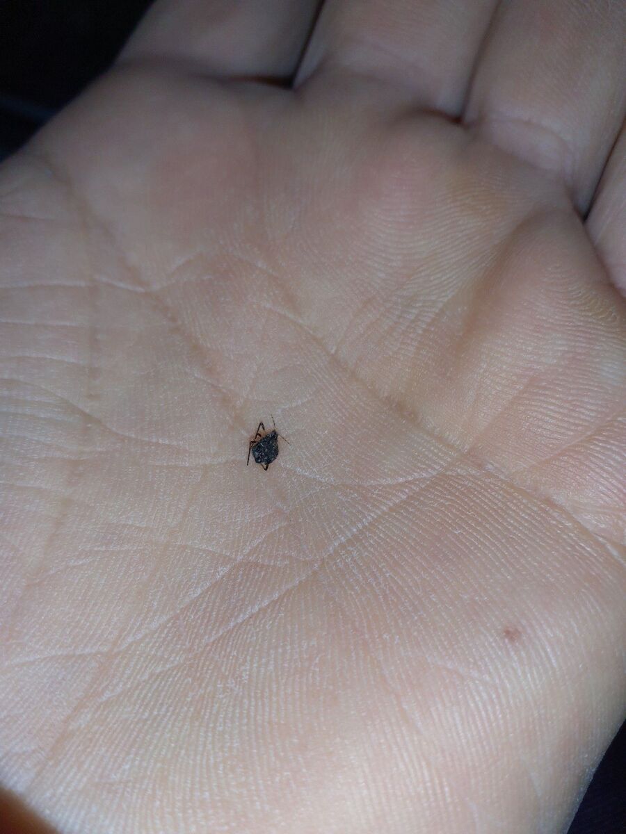 desinfestateur exterminateur-Payerne-Einsatzvorbereitung.jpeg