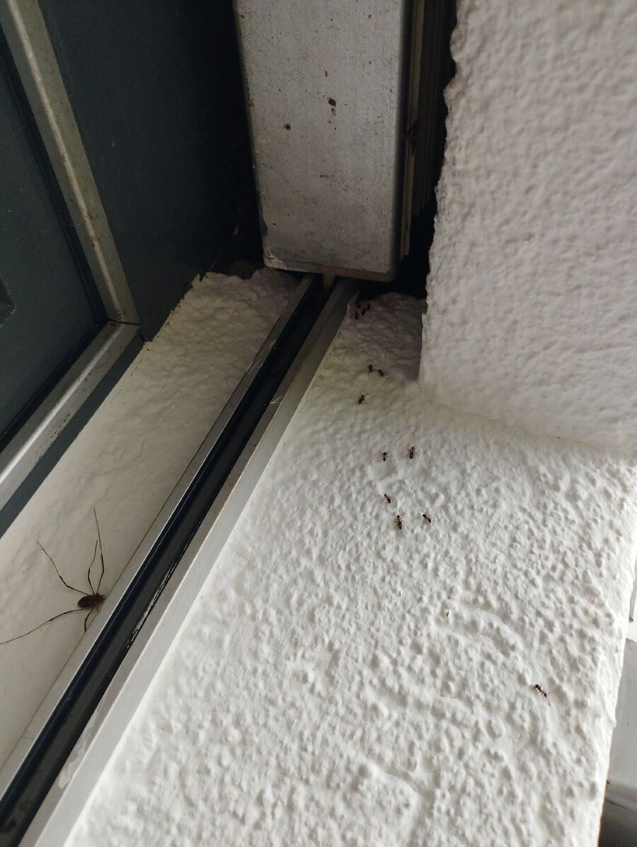 desinfestateur exterminateur-Pompaples-Einsatzvorbereitung.jpeg