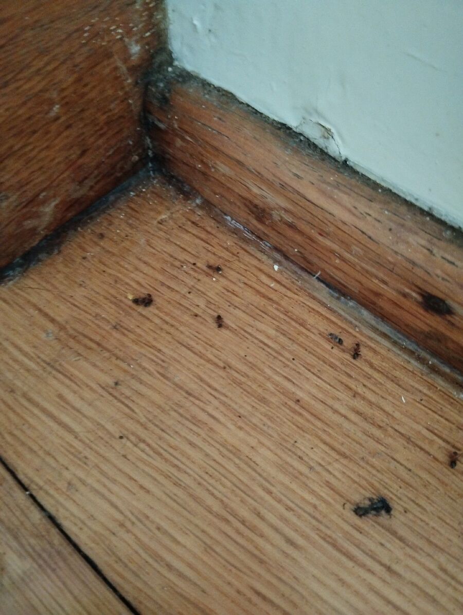 desinfestateur exterminateur-Préverenges-Einsatzvorbereitung.jpeg