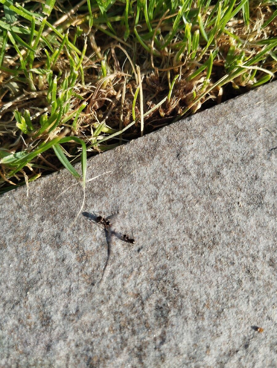 desinfestateur exterminateur-Prévonloup-Einsatzvorbereitung.jpeg