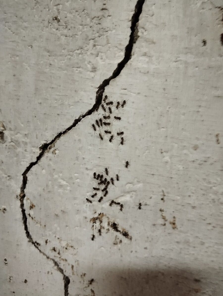 desinfestateur exterminateur-Prilly-Einsatzvorbereitung.jpeg