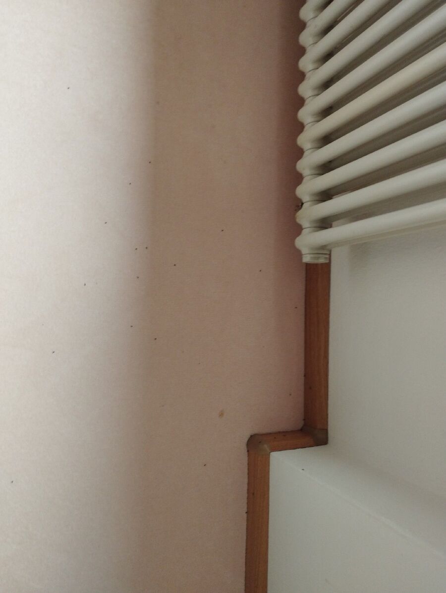 desinfestateur exterminateur-Provence-Einsatzvorbereitung.jpeg