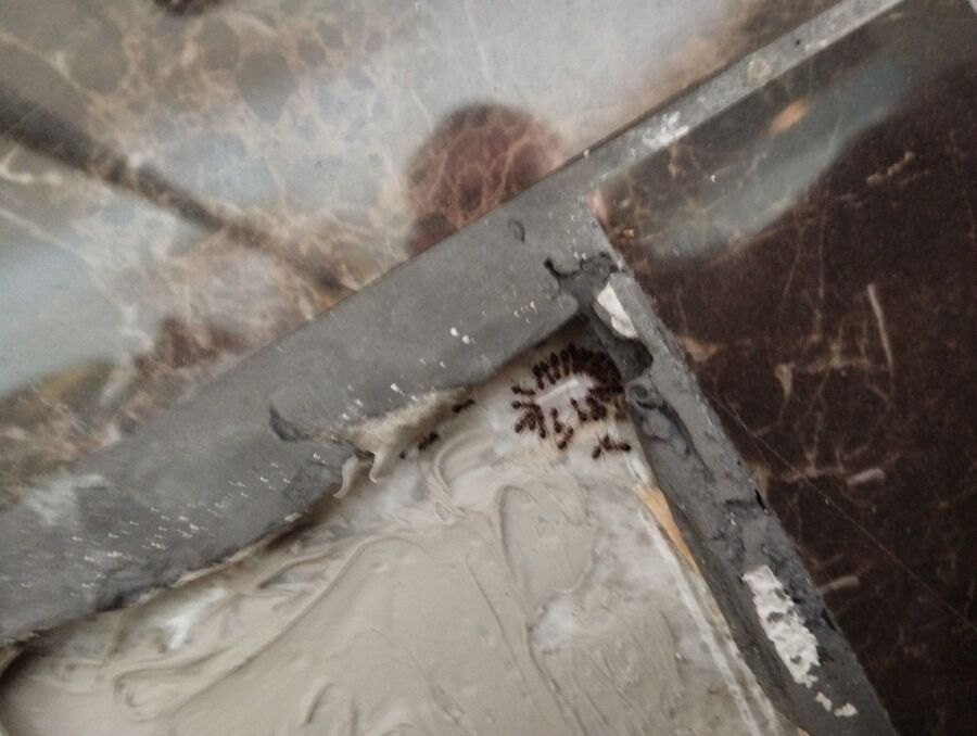 desinfestadesinfestateur exterminateur-Puidoux-Einsatzvorbereitung.jpegteur exterminateur-Puidoux-Einsatzvorbereitung (599).jpeg