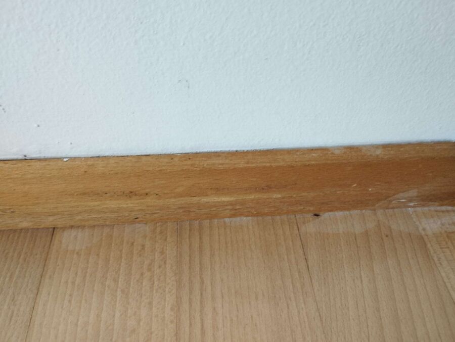 desinfestateur exterminateur-Hauterive (NE)-Einsatzvorbereitung.jpeg