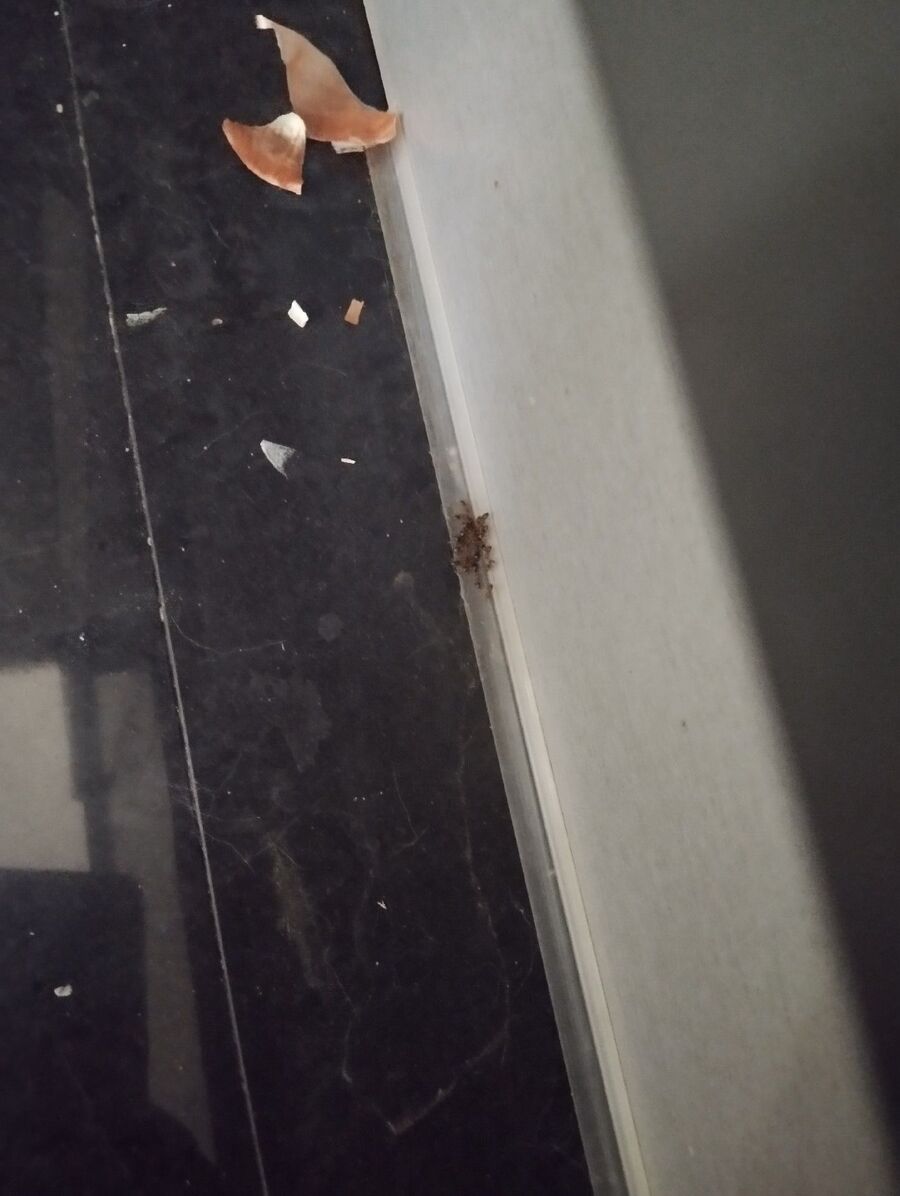 desinfestateur exterminateur-Rolle-Einsatzvorbereitung.jpeg