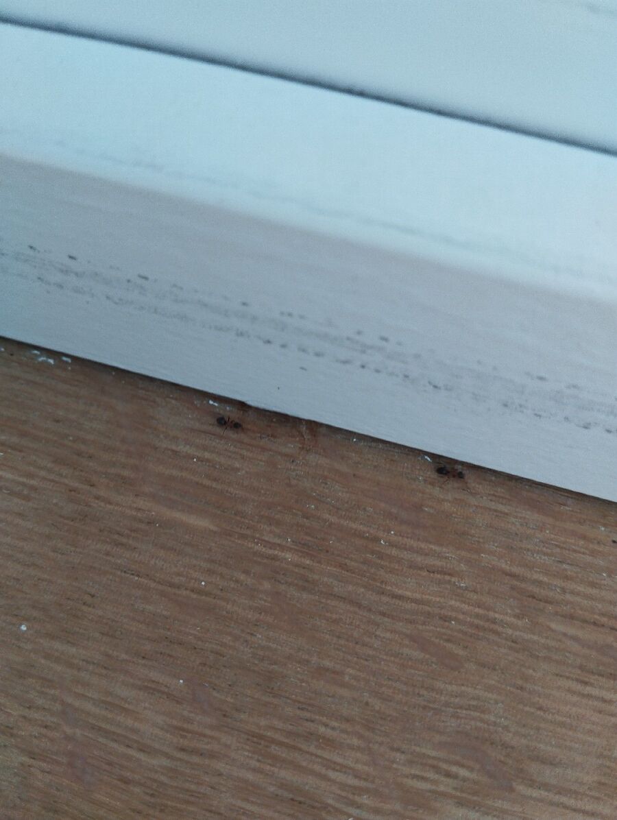 desinfestateur exterminateur-Rossinière-Einsatzvorbereitung.jpeg