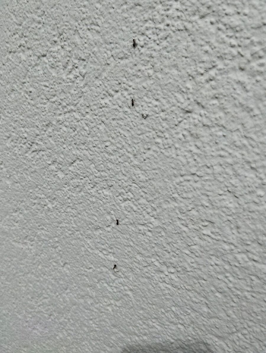 desinfestateur exterminateur-Rougemont-Einsatzvorbereitung.jpeg