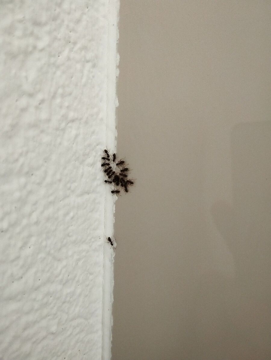 desinfestateur exterminateur-Rueyres-Einsatzvorbereitung.jpeg