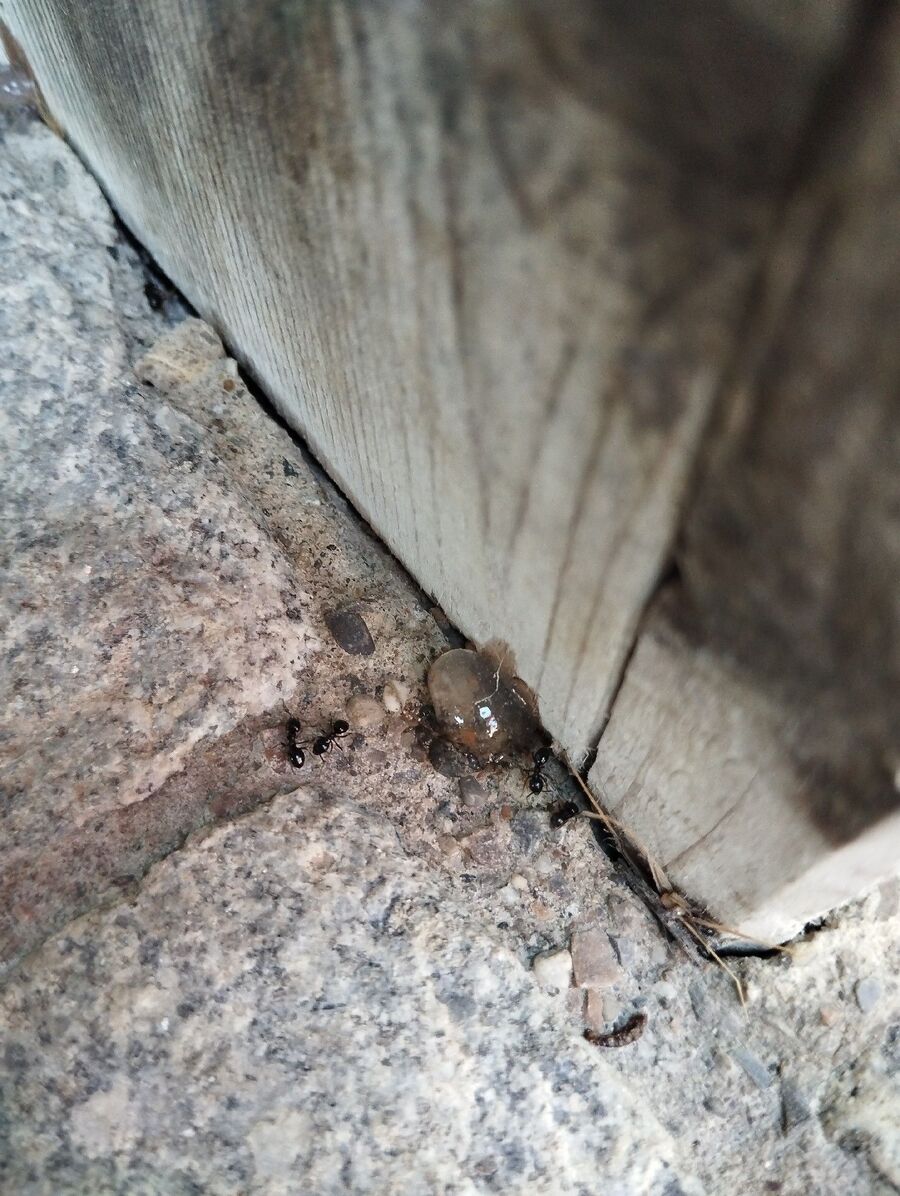 desinfestateur exterminateur-Saint-Cergue-Einsatzvorbereitung.jpeg