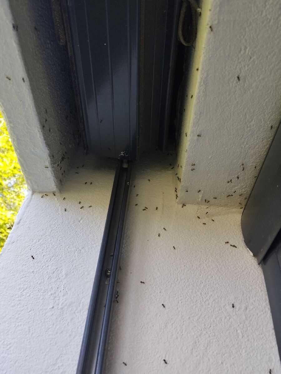 desinfestateur exterminateur-Saint-George-Einsatzvorbereitung.jpeg