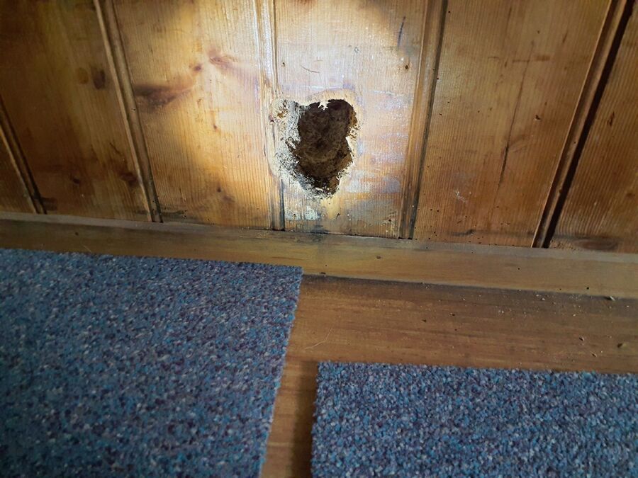 desinfestateur exterminateur-Saint-Sulpice (VD)-Einsatzvorbereitung.jpeg