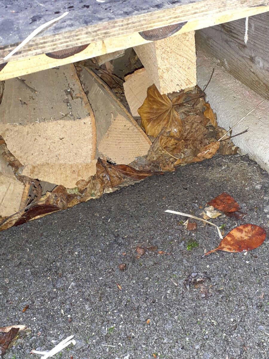 desinfestateur exterminateur-Savigny-Einsatzvorbereitung.jpeg