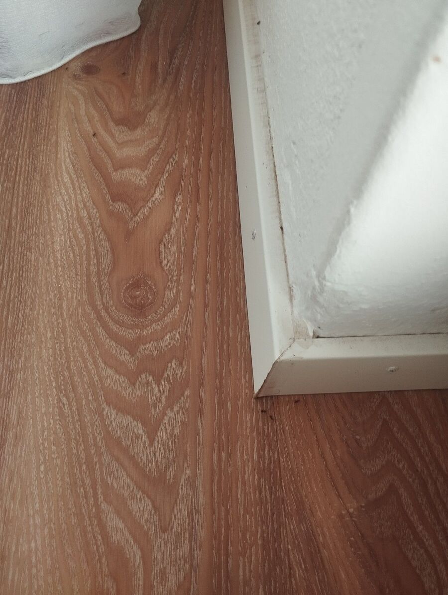 desinfestateur exterminateur-Signy-Avenex-Einsatzvorbereitung.jpeg