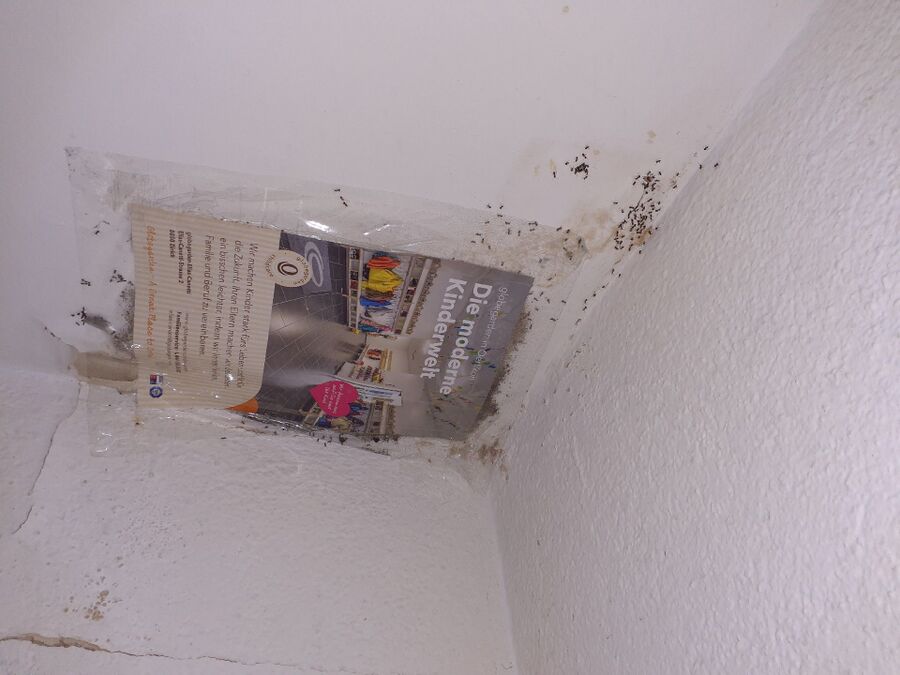 desinfestateur exterminateur-Suchy-Einsatzvorbereitung.jpeg