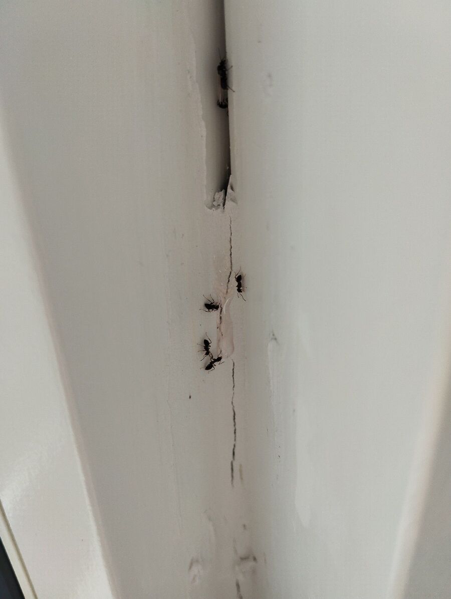 desinfestateur exterminateur-Sullens-Einsatzvorbereitung.jpeg