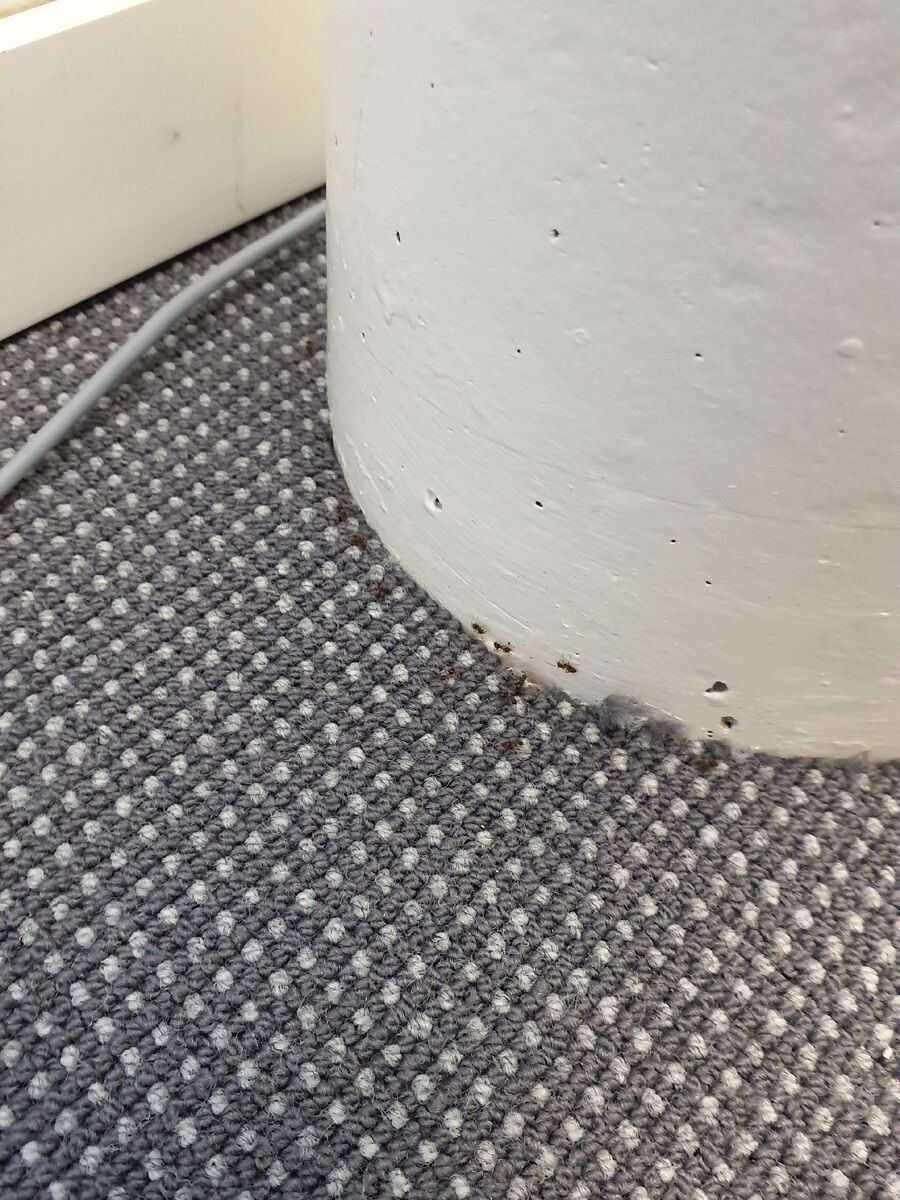 desinfestateur exterminateur-Suscévaz-Einsatzvorbereitung.jpeg