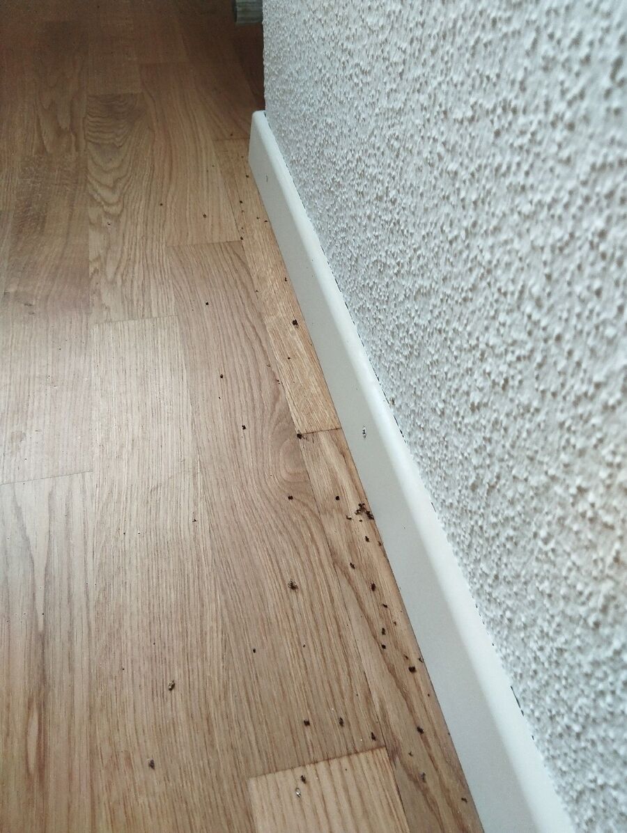 desinfestateur exterminateur-Tartegnin-Einsatzvorbereitung.jpeg