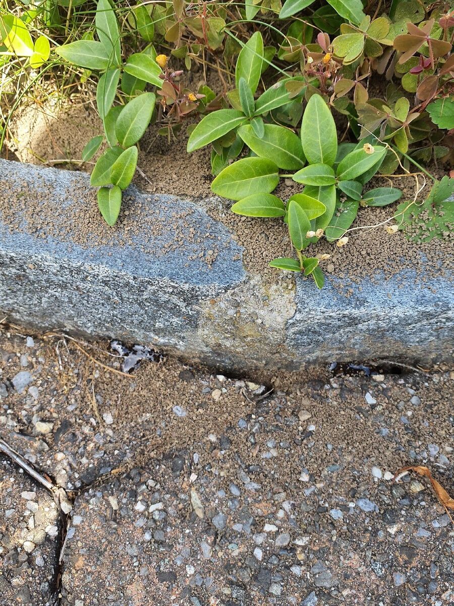 desinfestateur exterminateur-Treytorrens (Payerne)-Einsatzvorbereitung.jpeg